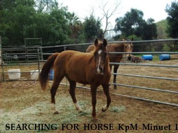 SEARCHING FOR HORSE KpM Minuet In Rose, Near Lake Matthews, CA, 92508